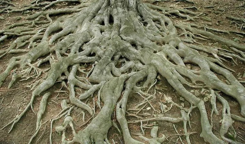 Gdzie najlepiej wywieźć korzenie? Przewodnik po najlepszych miejscach