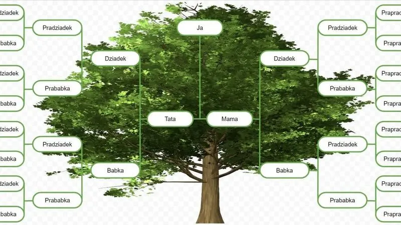 Budowa drzewa genealogicznego krok po kroku
