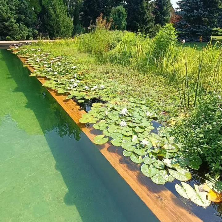 Budowa stawu kąpielowego w ogrodzie