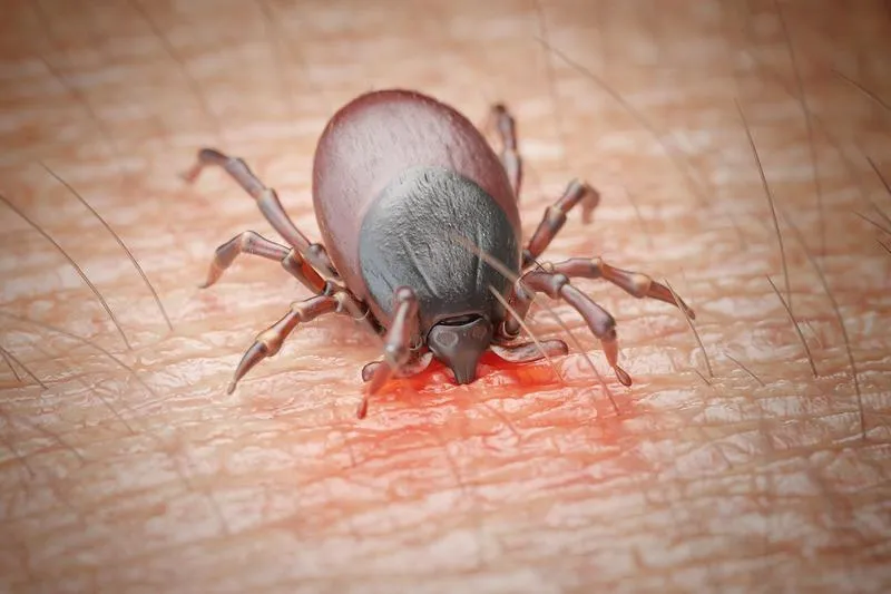 Jak wykryć kleszcze