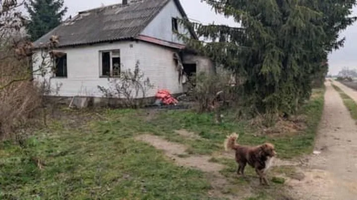 Powrót psa do domu porady